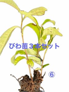 ⑥びわ苗3本セット無農薬抜き苗甘い大粒ゴールデンウィークお値下げ