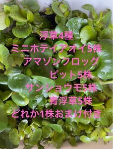 浮草4種ミニホテイアオイアマゾンフロッグピットオオサンショウモ青浮草5株づつ無農薬おまけ付き