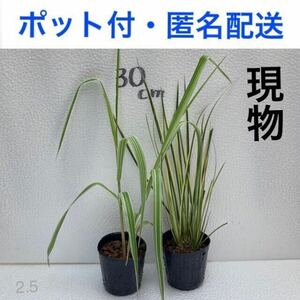 十和田アシ 斑入りセキショウ 2ポット ③ 抜き苗 ビオトープ 水生植物 湿性植物 抽水植物 水上葉 水草 トワダアシ アルコス