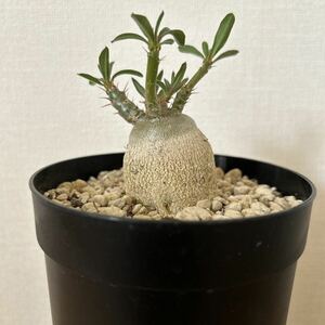 パキポディウム サキュレンタム実生(1) Pachypodium succulentum