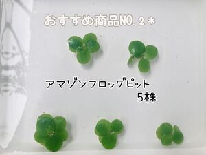 【 5株 】アマゾンフロッグピット 水草 浮草