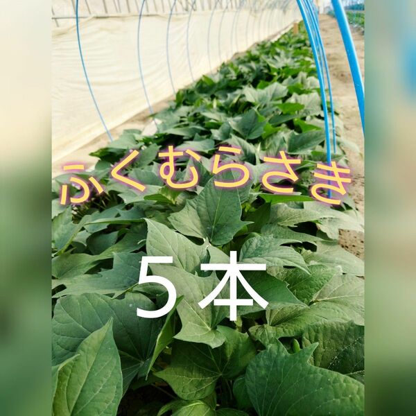 サツマイモ苗【ふくむらさき５本】【ウイルスフリー切り苗】【野菜苗】