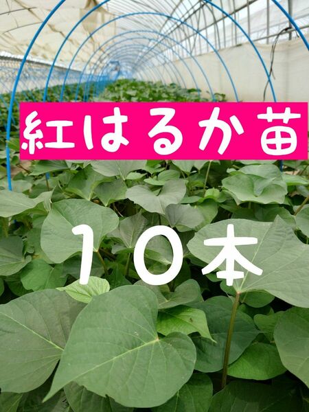 さつまいも苗【紅はるか10本】【ウイルスフリーきり苗】