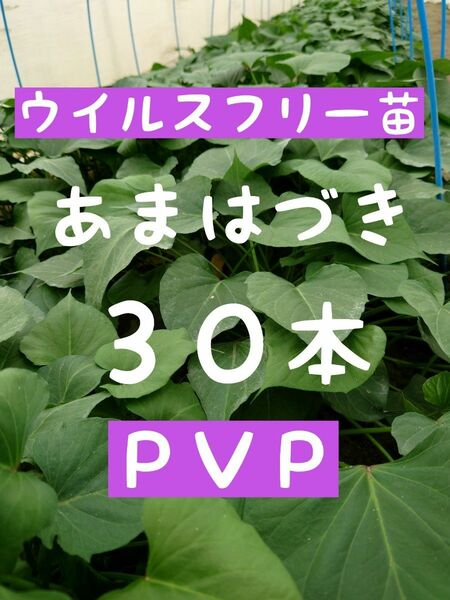 さつまいも苗【あまはづき30本】【ウイルスフリー切り苗】