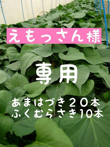 さつまいも苗【あまはづき２５本、ふくむらさき10本】