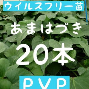 さつまいも苗【あまはづき20本】【ウイルスフリー切り苗】 