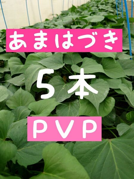 さつまいも苗【あまはづき５本】【ウイルスフリー切り苗】