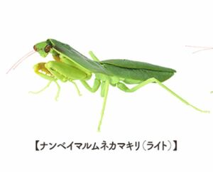 【即決】　ナンベイマルムネカマキリ（ライト）　いきもの大図鑑 かまきり04　バンダイ　ガチャ