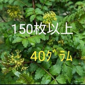 山菜　山椒　山椒の葉　わらび　タラの芽