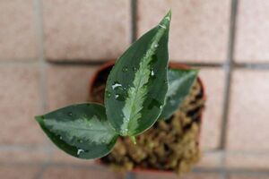 アグラオネマ　ピクタム　キャッスル　Aglaonema pictum Castle　PDN-C from Padang