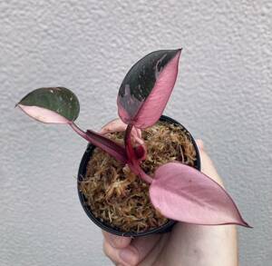 Philodendron pink princess marble king / フィロデンドロン ピンクプリンセス　マーブルキング