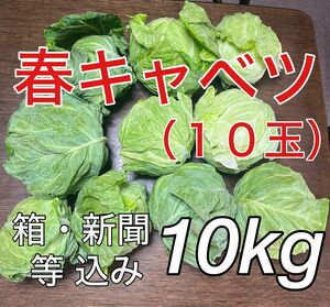 春キャベツ　キャベツ　野菜　野菜詰め合わせ　フードロス　訳あり品　訳あり　