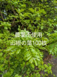 農薬不使用　木の芽　山椒の葉100枚