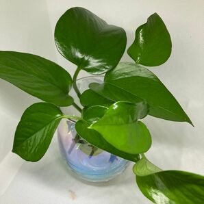 ②ポトス　パーフェクトグリーン＊観葉植物