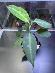 LAアグラ実生株＊ｊ産地×ｉ産地＊KKF実生株＊アグラオネマ＊ピクタム＊aglaonema＊pictum＊雨林植物＊熱帯植物