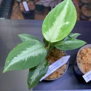 TB便＊ネームド株＊フロスティ＊おまけのコメットテール芋＊アグラオネマ＊ピクタム＊aglaonema＊pictum＊雨林植物＊熱帯植物の画像2