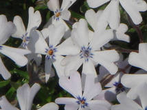 ライトブルーの花