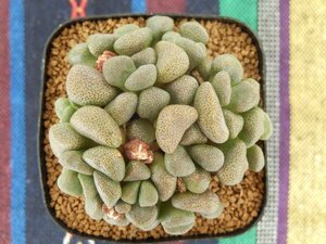 [浦部陽向園]★☆アロイノプシス　唐扇　スクーネーシー　Aloinopsis schoonesii★サボテン　多肉植物★Y1574☆★