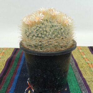 [浦部陽向園]★☆マミラリア ナザセンシス Mammillaria pennispinosa v. nazasensis★サボテン 多肉植物★Y1565☆★の画像4