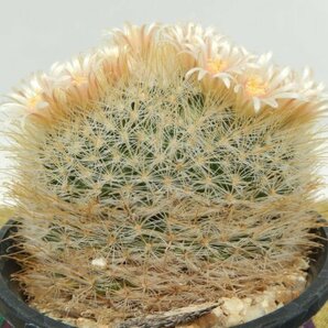 [浦部陽向園]★☆マミラリア ナザセンシス Mammillaria pennispinosa v. nazasensis★サボテン 多肉植物★Y1565☆★の画像3