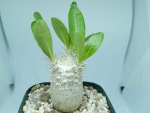 [浦部陽向園]★☆パキポディウム　デンシフローラム　シバ女王の玉櫛　Pachypodium densiflorum★サボテン　多肉植物★Y1586☆★