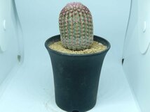 [浦部陽向園]★☆エキノセレウス　紫太陽　Echinocereus rigidissimus var. rubrispinus★サボテン　多肉植物★Y1582☆★_画像4