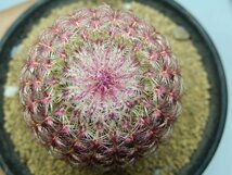 [浦部陽向園]★☆エキノセレウス　紫太陽　Echinocereus rigidissimus var. rubrispinus★サボテン　多肉植物★Y1582☆★_画像3