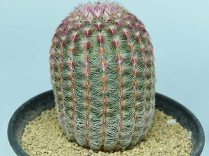 [浦部陽向園]★☆エキノセレウス　紫太陽　Echinocereus rigidissimus var. rubrispinus★サボテン　多肉植物★Y1582☆★