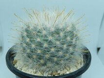 [浦部陽向園]★☆マミラリア　薫晃殿　Mammillaria guelzowianavar. splendens★サボテン　多肉植物★Y1581☆★_画像2