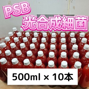 PSB【500ml×10本】光合成細菌 メダカ 水質改善 バクテリア エサの画像1