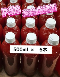 光合成細菌 PSB 自家培養 500ml × 6本 メダカ 水草 水質 