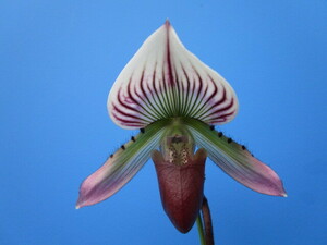 洋蘭 パフィオ Paph. callosum ツボミ付