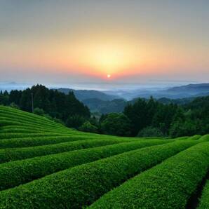 自然栽培 ほうじ茶(100g)★奈良県の誇り高き大和茶★無肥料・無農薬★無添加★麗しく大きく育った茶葉を薪の火で炒り上げ仕上げました♪ の画像6