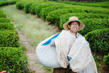 自然栽培 煎茶(70g)★奈良県産の誇り高き大和茶★無肥料・無農薬★新芽を摘み取り、受け継いだ大和高原の蒸し緑茶製法で揉み上げました♪_画像8