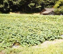 無肥料 無農薬 里芋(1kg)★熊本県産★25年以上、自然と共生する究極の自然農法で作っています♪自然のエネルギーが詰まった癒しの野菜☆彡_画像3