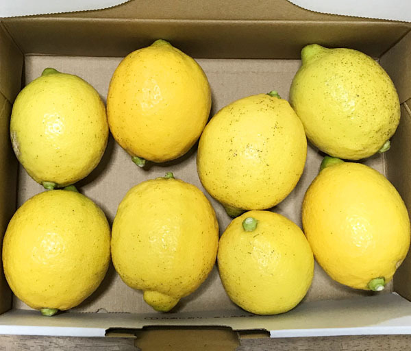 自然栽培 レモン(1kg)★広島県産★安心安全の完全無農薬・無肥料の究極の自然農法★大地の力を感じられ、自然の恵みが詰まっています♪