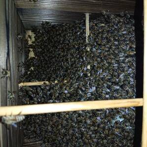 日本蜜蜂 ミツバチ 蜜蜂 分蜂群 重箱 新型 ハイブリッド 巣箱 暑さ・ダニ・スムシ対策  ベンチュリー式除熱湿器 メントール箱付の画像1