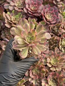 50株Y195-1多肉植物 エケベリア　マギー超美苗 サボテン 観葉植物 花 園芸　レア種 土と根付きで