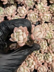 20株Y175多肉植物 エケベリア夢幻超美苗 サボテン 観葉植物 花 園芸　レア種 土と根付きで