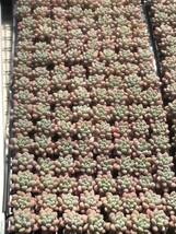 20株v604多肉植物 エケベリアロココ超美苗 サボテン 観葉植物 花 園芸　レア種 土と根付きで_画像4