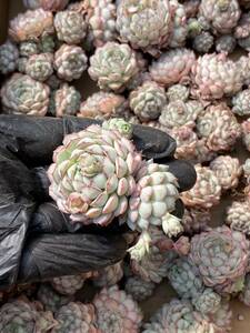  30株Y503-8多肉植物 エケベリア小紅船超美苗 サボテン 観葉植物 花 園芸　レア種