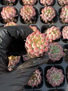 72株Y180-12多肉植物 エケベリア　青リンゴ超美苗 サボテン 観葉植物 花 園芸　レア種 土と根付きで