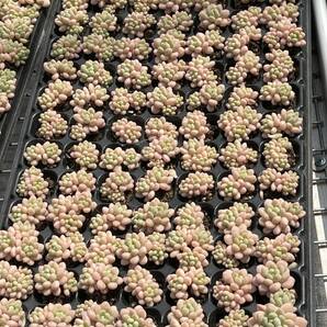 20株 Z35多肉植物 エケベリアロココ超美苗 サボテン 観葉植物 花 園芸 レア種 土と根付きでの画像4