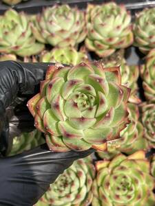 20株 Z5多肉植物 エケベリアブルードラゴン超美苗 サボテン 観葉植物 花 園芸　レア種 土と根付きで