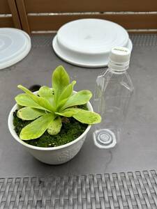 食虫植物 Pinguicula gigantea 大株 ピンギキュラ ムシトリスミレ