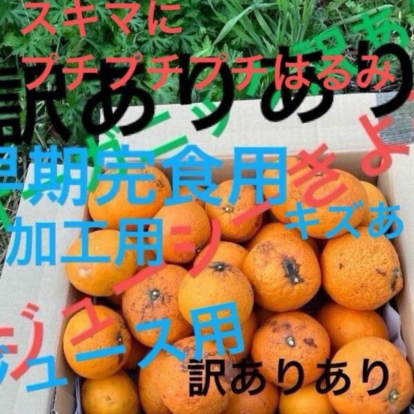 GW配送遅延リスクにご理解受け取りできる方のみ！ジューシーな甘〜いきよみオーガニック訳ありあり黒ズミありキズありオーガニック