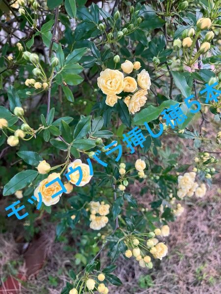 モッコウバラ挿し穂5本