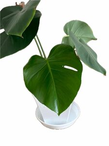 モンステラ 斑入り Philodendron ビナツム Epipremnum エピプレムナム variegata