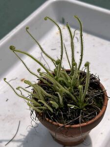 ★食虫植物イトバモウセンゴケ白花6株（ドロセラ・フィリフォルミス）