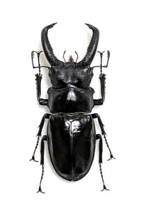 [ specimen ] large sanchi cover mata stag beetle *71.